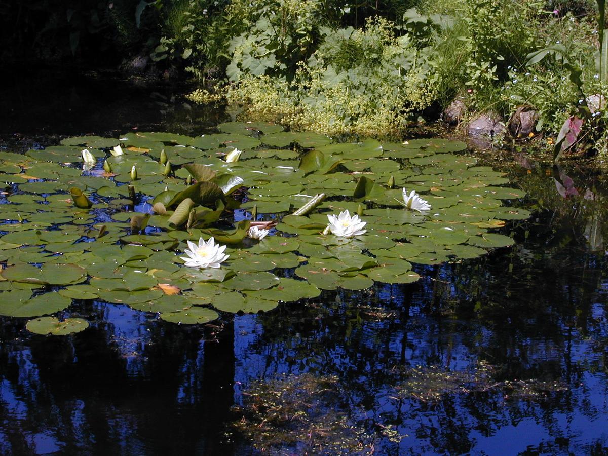 Seerose Alt Wendischthun Eksteriør billede
